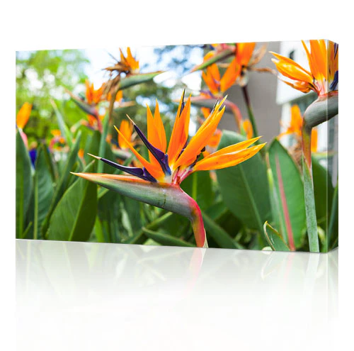 30x20" (76x50cm) Canvas Prints